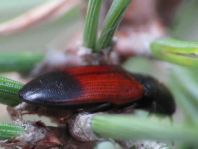 Gegürtelter Schnellkäfer, Ampedus balteatus