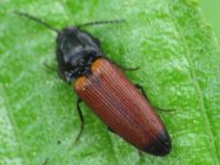 Ampedus elongatulus