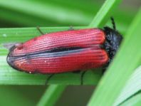 Ampedus sanguinolentus
