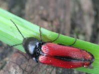 Ampedus sanguinolentus
