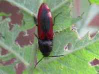 Ampedus sanguinolentus