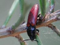Ampedus sp.