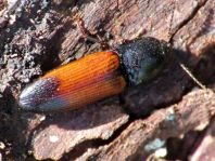 Gegürtelter Schnellkäfer, Ampedus balteatus