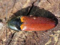 Ampedus sp.