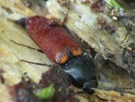 Ampedus sp.