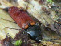 Ampedus sp.