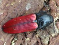 Ampedus sp.