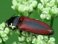 Ampedus sanguinolentus
