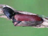Ampedus elongatulus