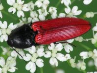 Ampedus sp.