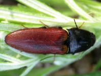 Ampedus sp.