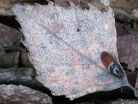 Gegürtelter Schnellkäfer, Ampedus balteatus