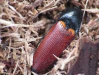 Ampedus sp.
