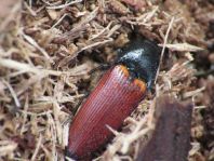 Ampedus sp.