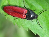 Ampedus sp.