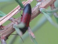 Gegürtelter Schnellkäfer, Ampedus balteatus