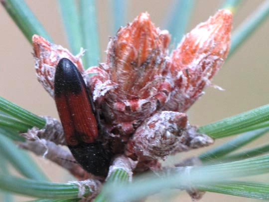 Gegürtelter Schnellkäfer, Ampedus balteatus