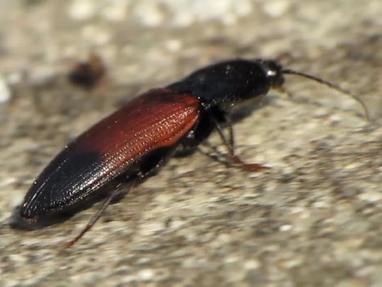 Gegürtelter Schnellkäfer, Ampedus balteatus