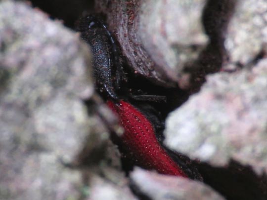 Ampedus