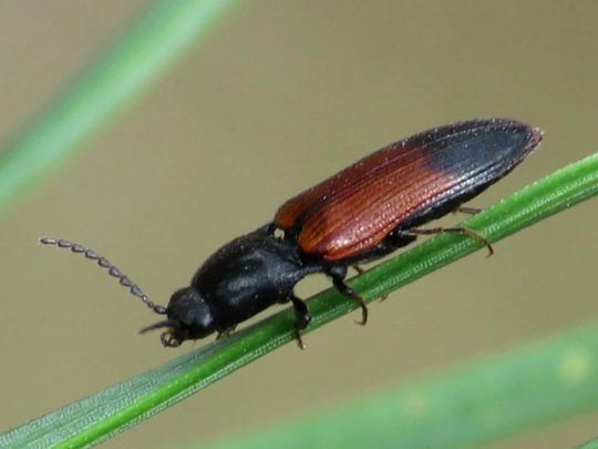 Gegürtelter Schnellkäfer, Ampedus balteatus