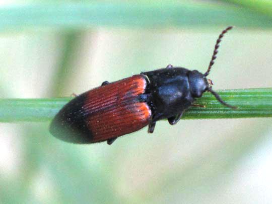 Gegürtelter Schnellkäfer, Ampedus balteatus