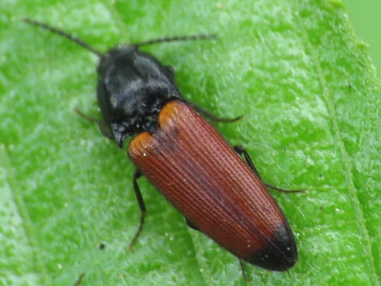Ampedus elongatulus