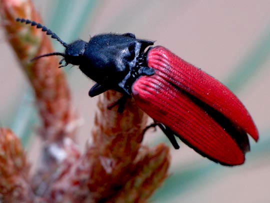 Ampedus sp.