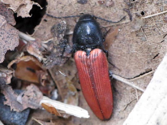 Ampedus