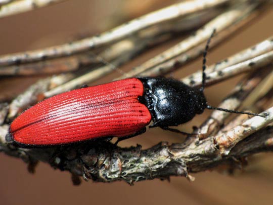 Ampedus sp.