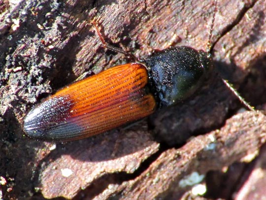 Gegürtelter Schnellkäfer, Ampedus balteatus