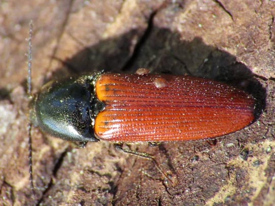 Ampedus