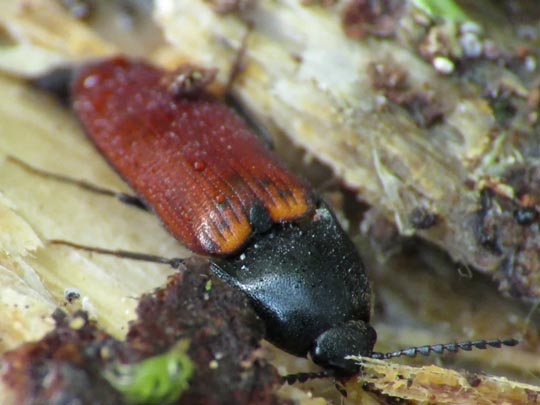 Ampedus