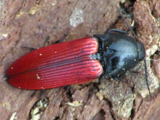 Ampedus
