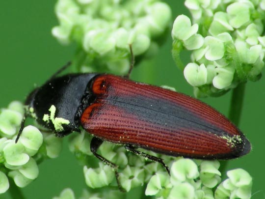 Ampedus sanguinolentus