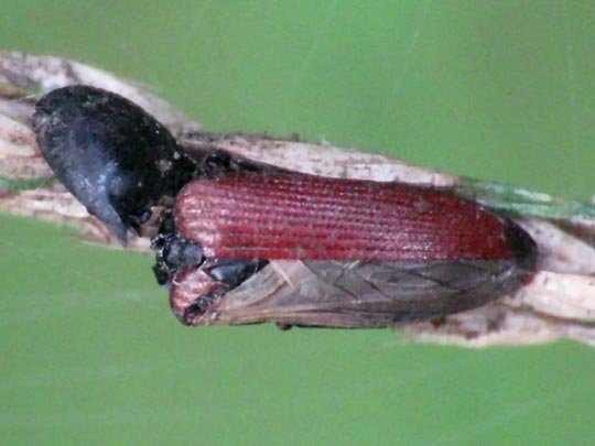 Ampedus elongatulus