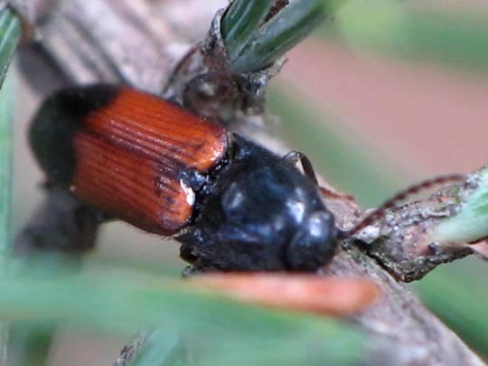 Gegürtelter Schnellkäfer, Ampedus balteatus