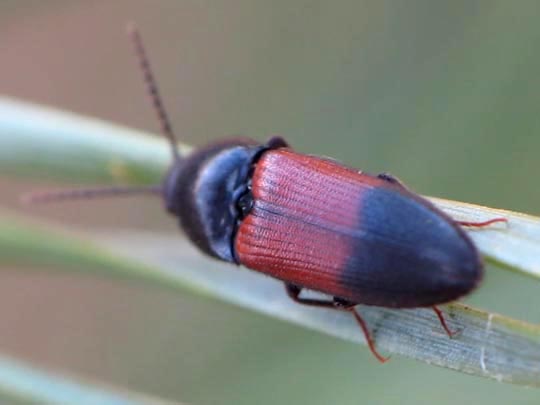 Gegürtelter Schnellkäfer, Ampedus balteatus