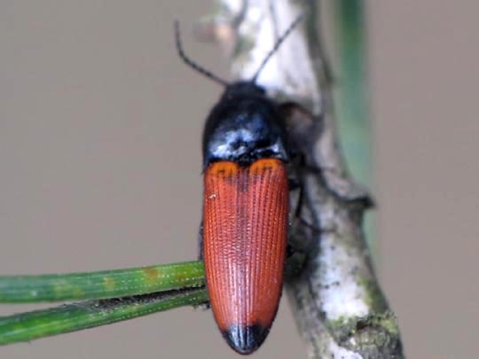 Ampedus elongatulus