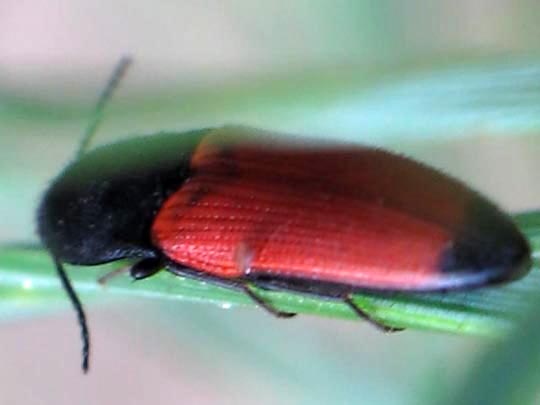 Ampedus elongatulus