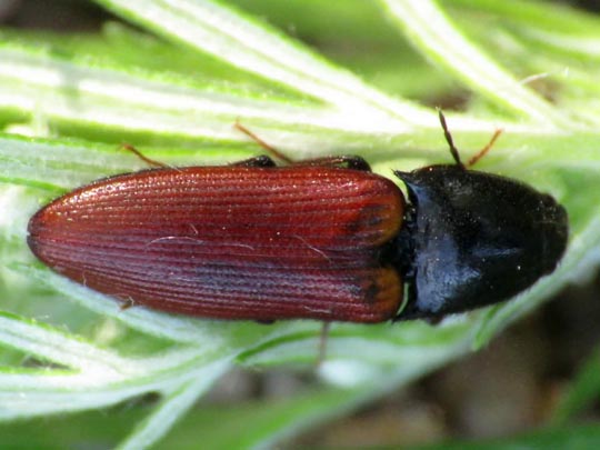 Ampedus
