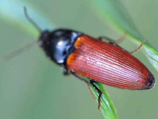 Ampedus