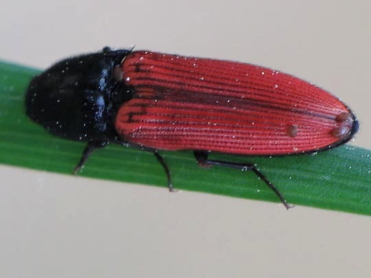 Ampedus