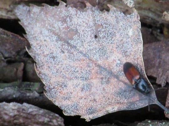 Gegürtelter Schnellkäfer, Ampedus balteatus