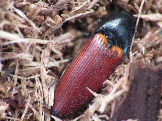 Ampedus