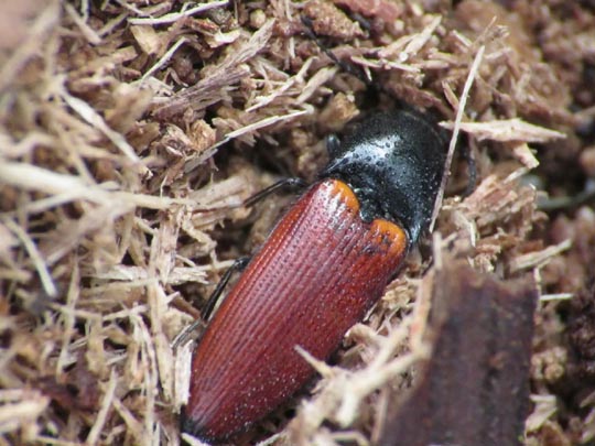 Ampedus