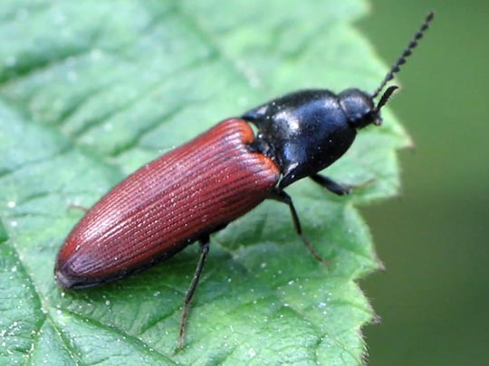 Ampedus pomorum