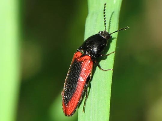 Ampedus sanguinolentus