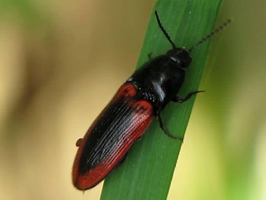 Ampedus sanguinolentus