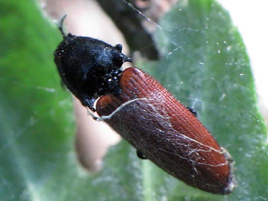 Ampedus
