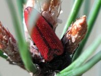 Ampedus sp.